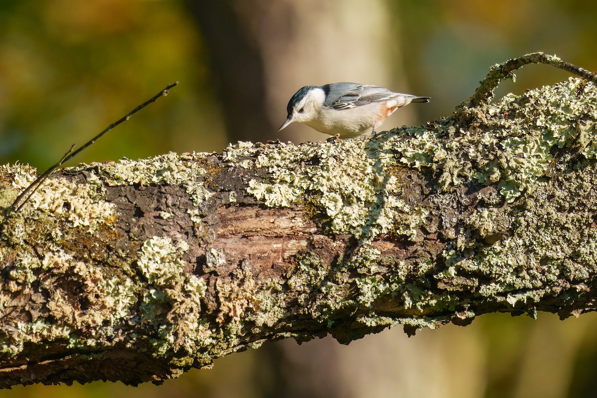 Sittelle à poitrine blanche - ML644251218