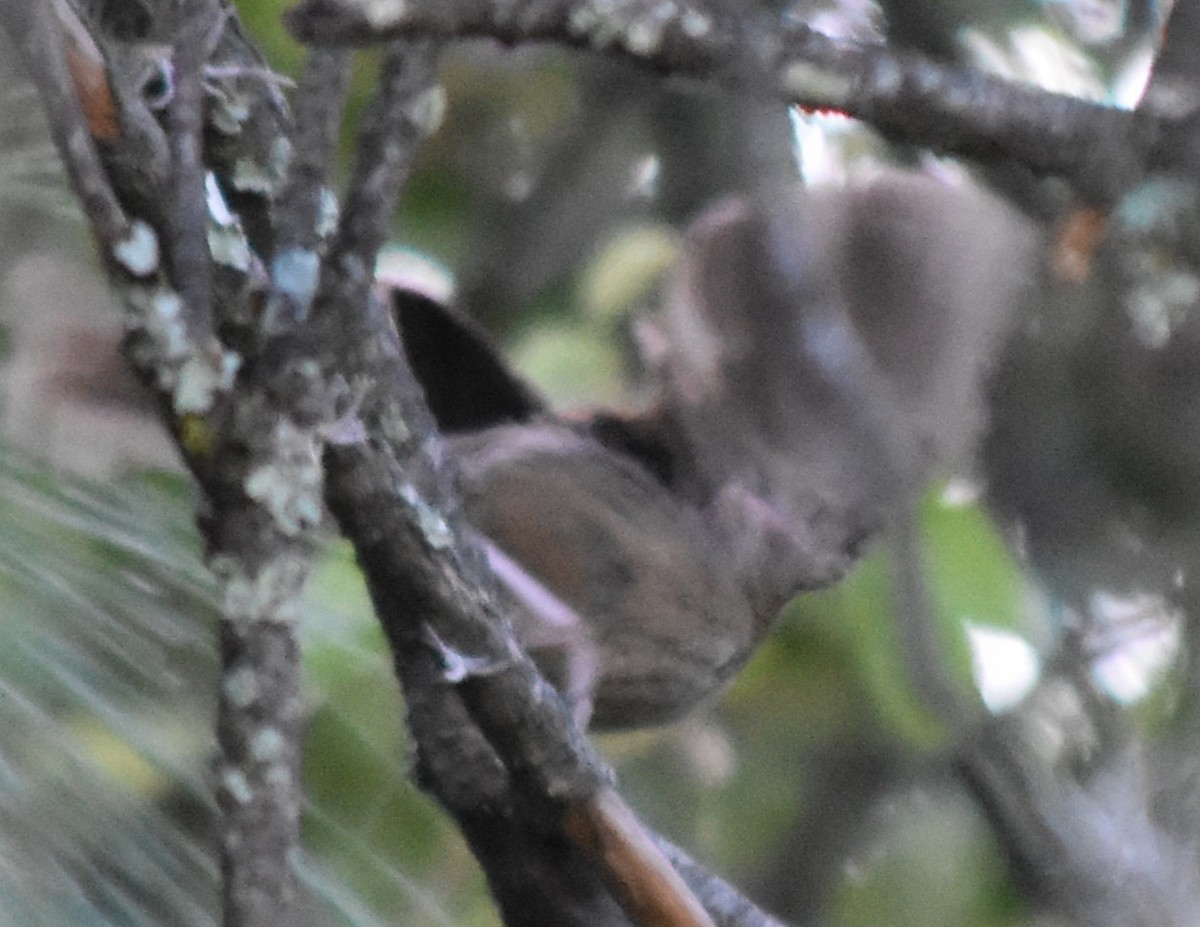 Oaxaca Sparrow - ML644251220