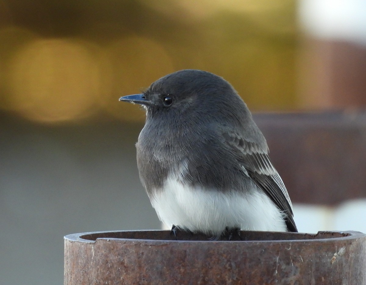 Black Phoebe - ML644251227