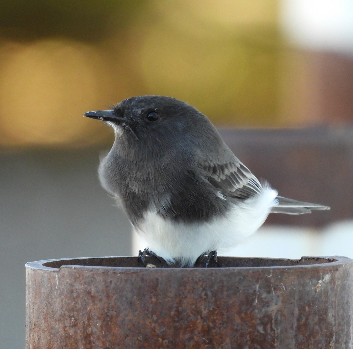 Black Phoebe - ML644251228