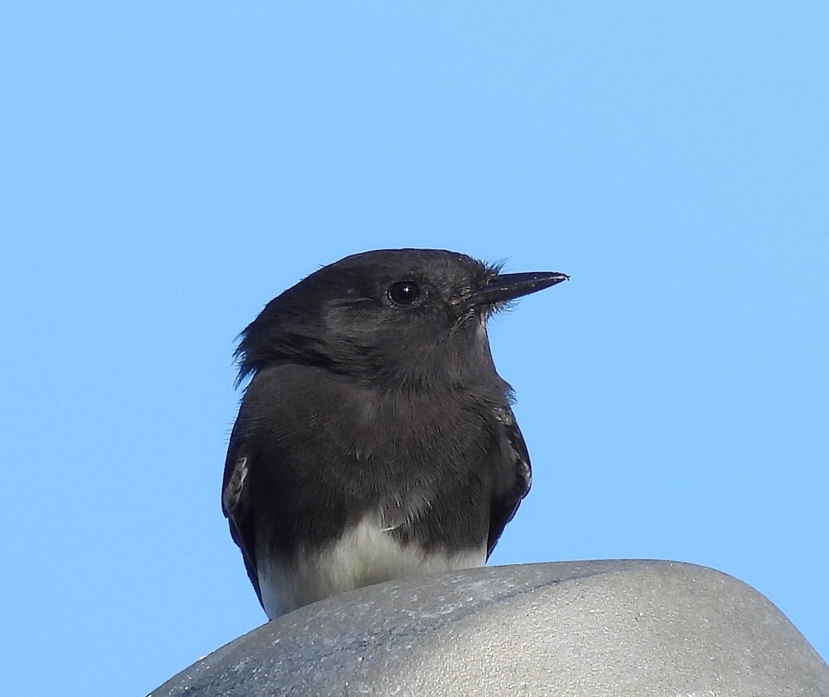 Black Phoebe - ML644251238