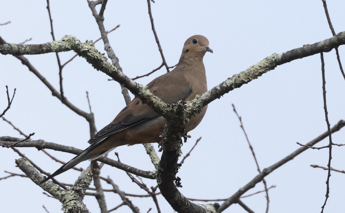 Mourning Dove - ML644251239