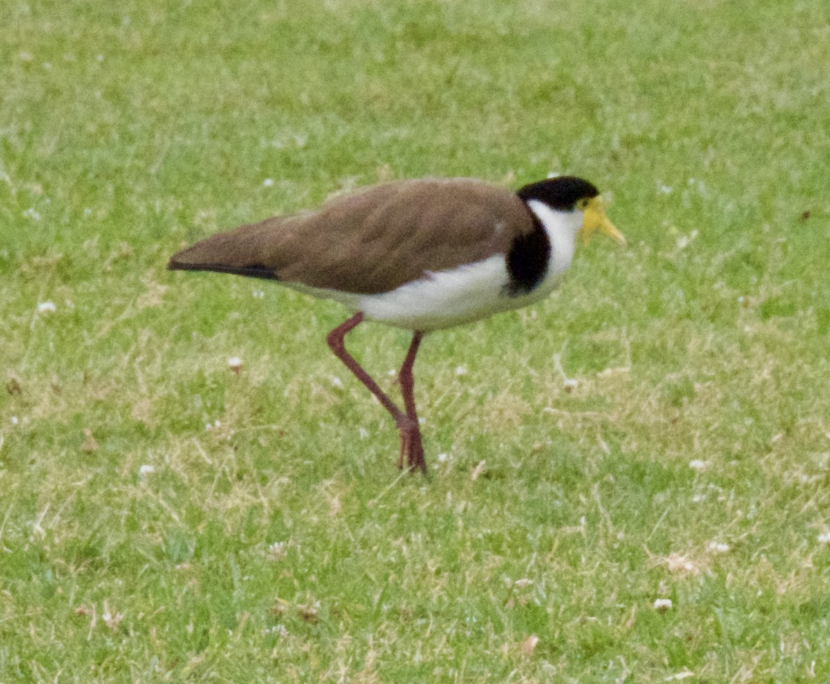 Masked Lapwing - ML644251240