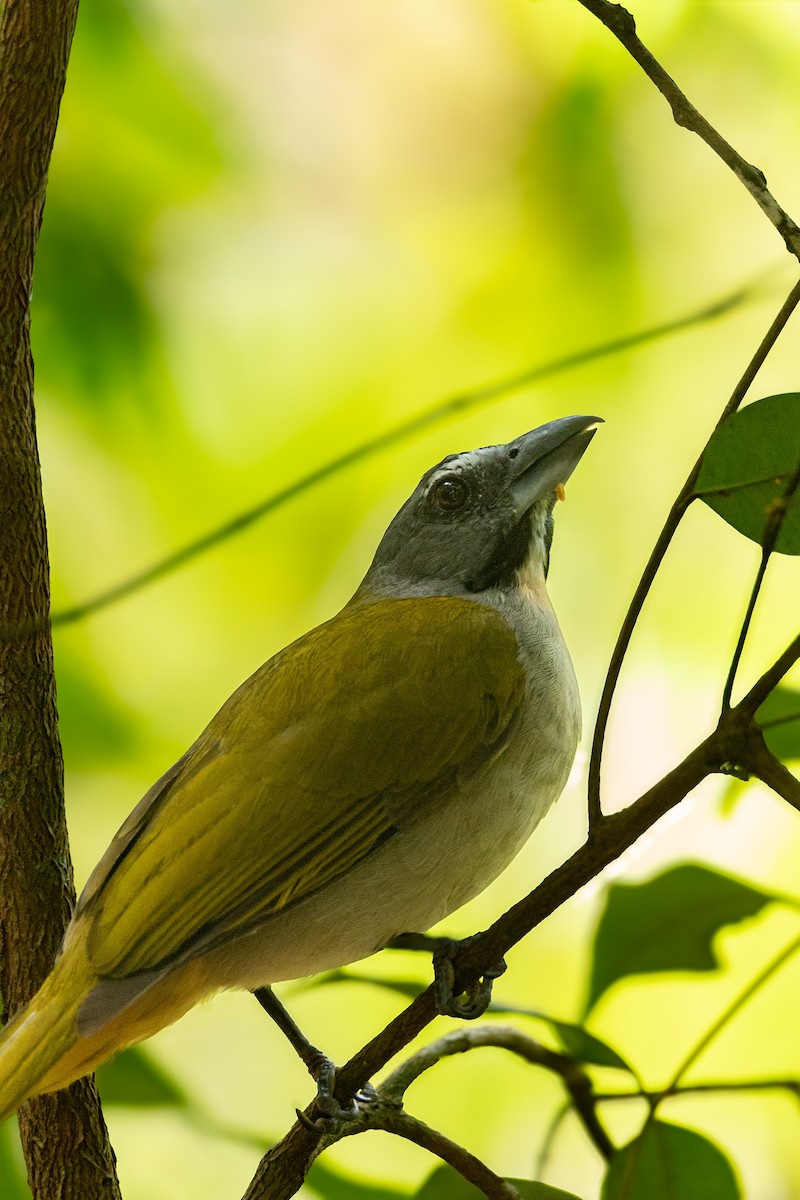 Buff-throated Saltator - ML644251244