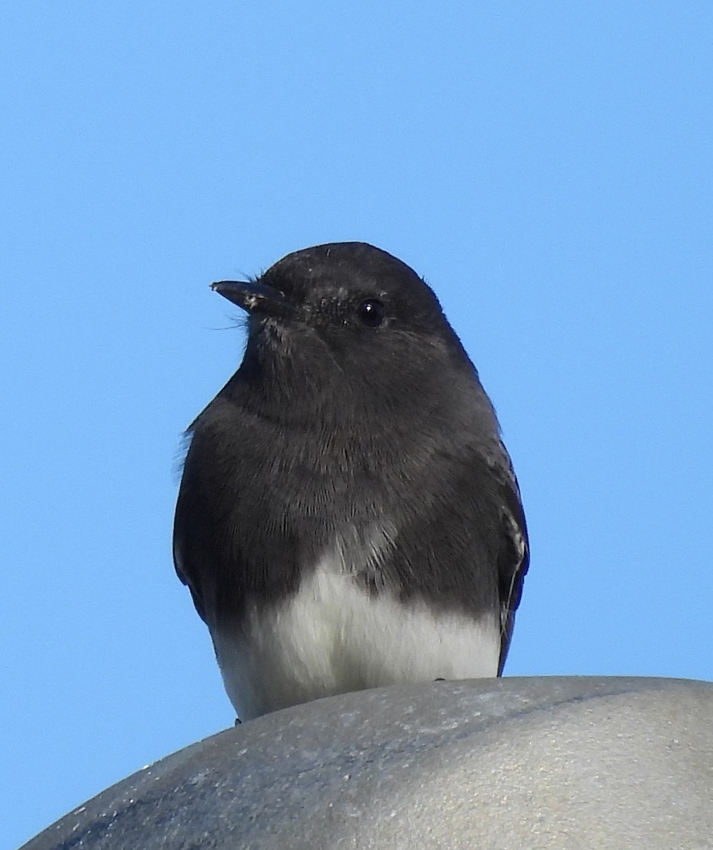 Black Phoebe - ML644251247
