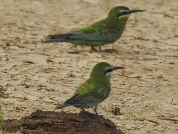 blåkinnbieter - ML644251275