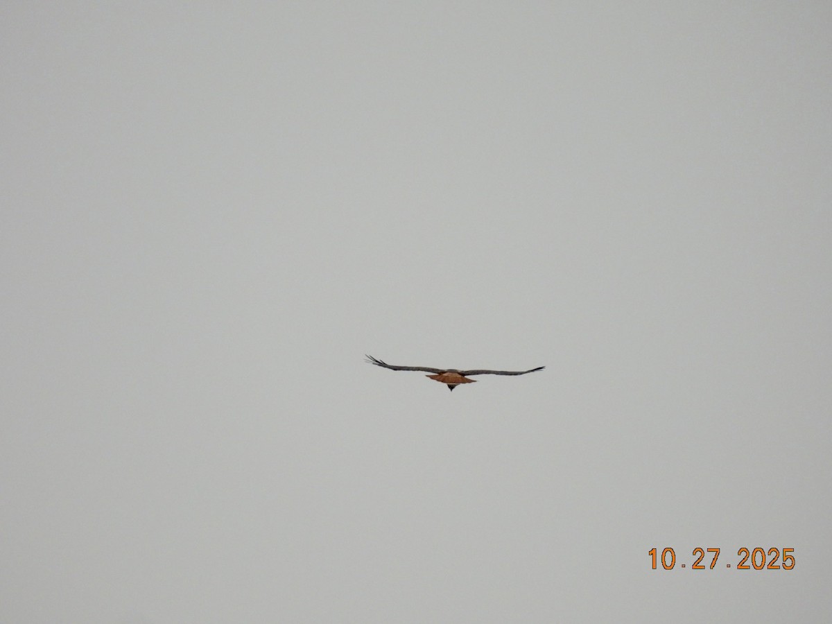 Red-tailed Hawk - ML644251278