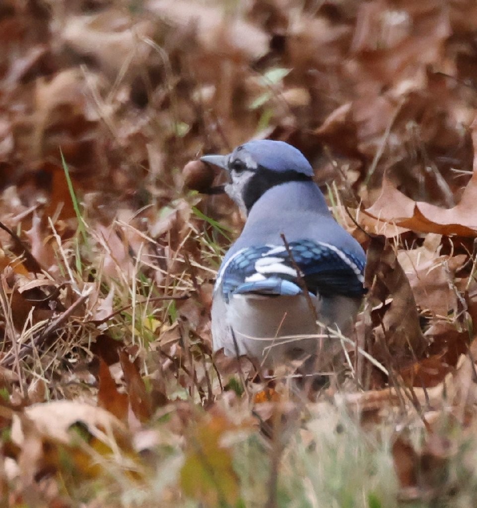 Blue Jay - ML644251279