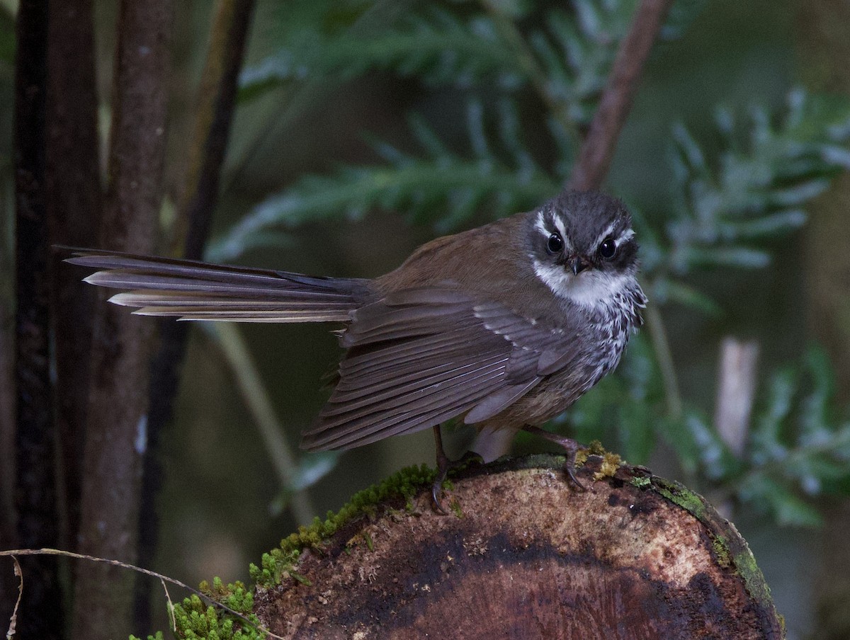 New Caledonian Streaked Fantail - ML644251282
