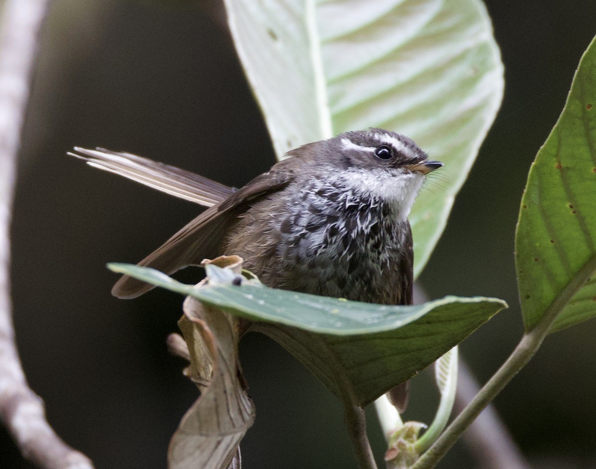 New Caledonian Streaked Fantail - ML644251283