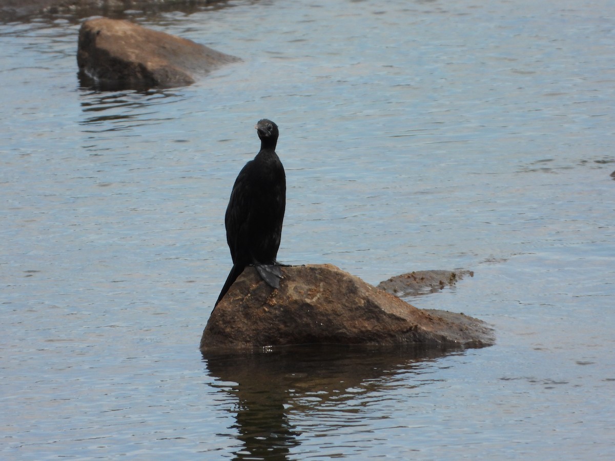 アジアコビトウ - ML644251304