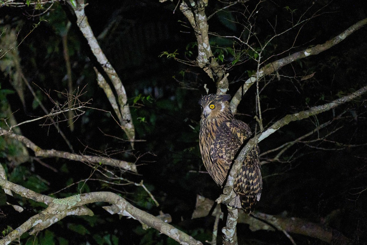 Grand-duc roux - ML644251314