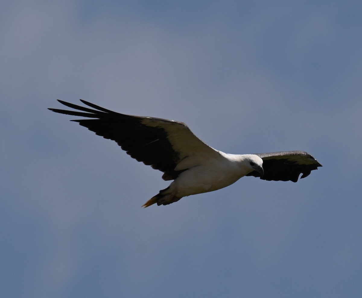 White-bellied Sea-Eagle - ML644251322