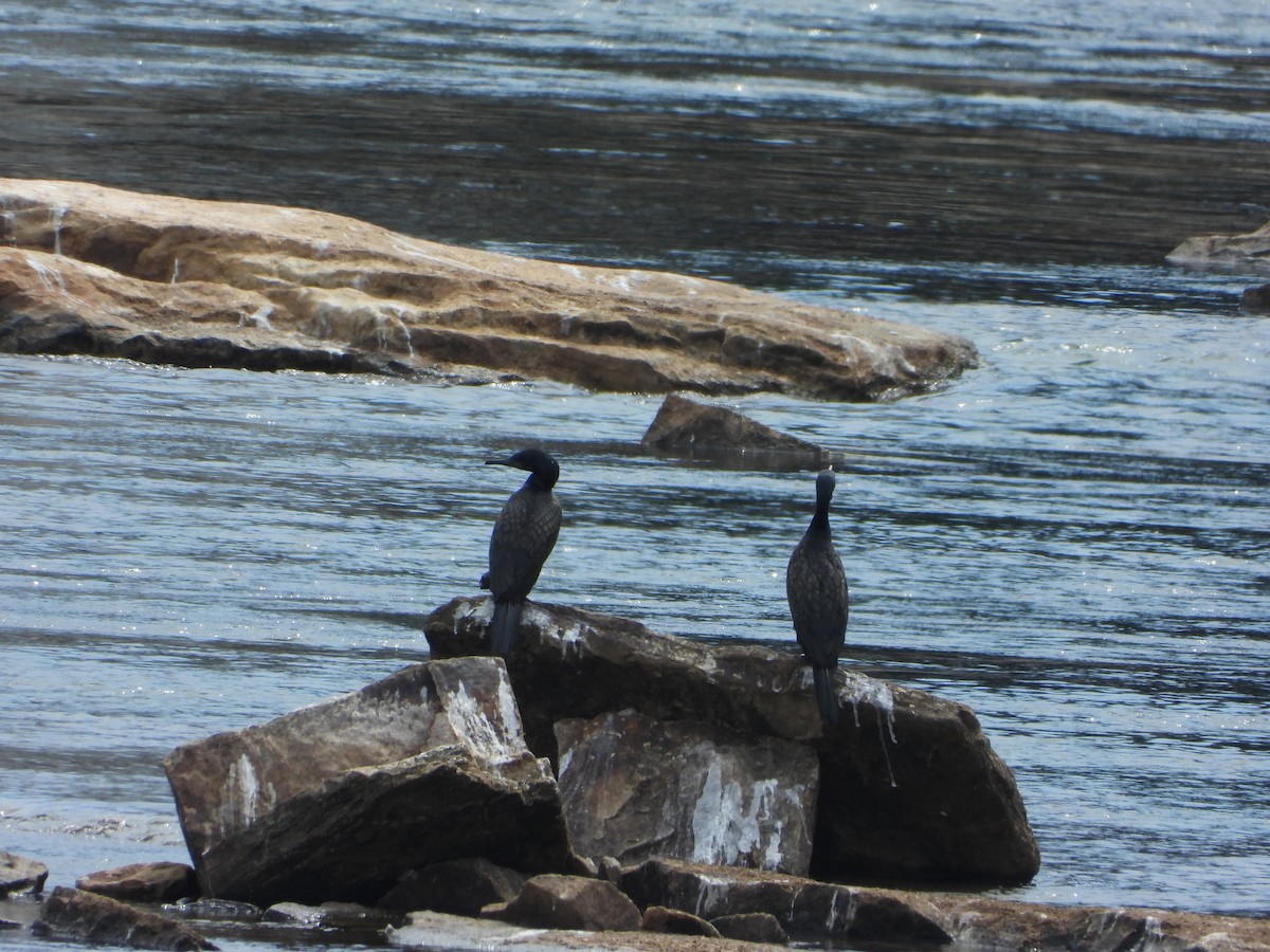 アジアコビトウ - ML644251323