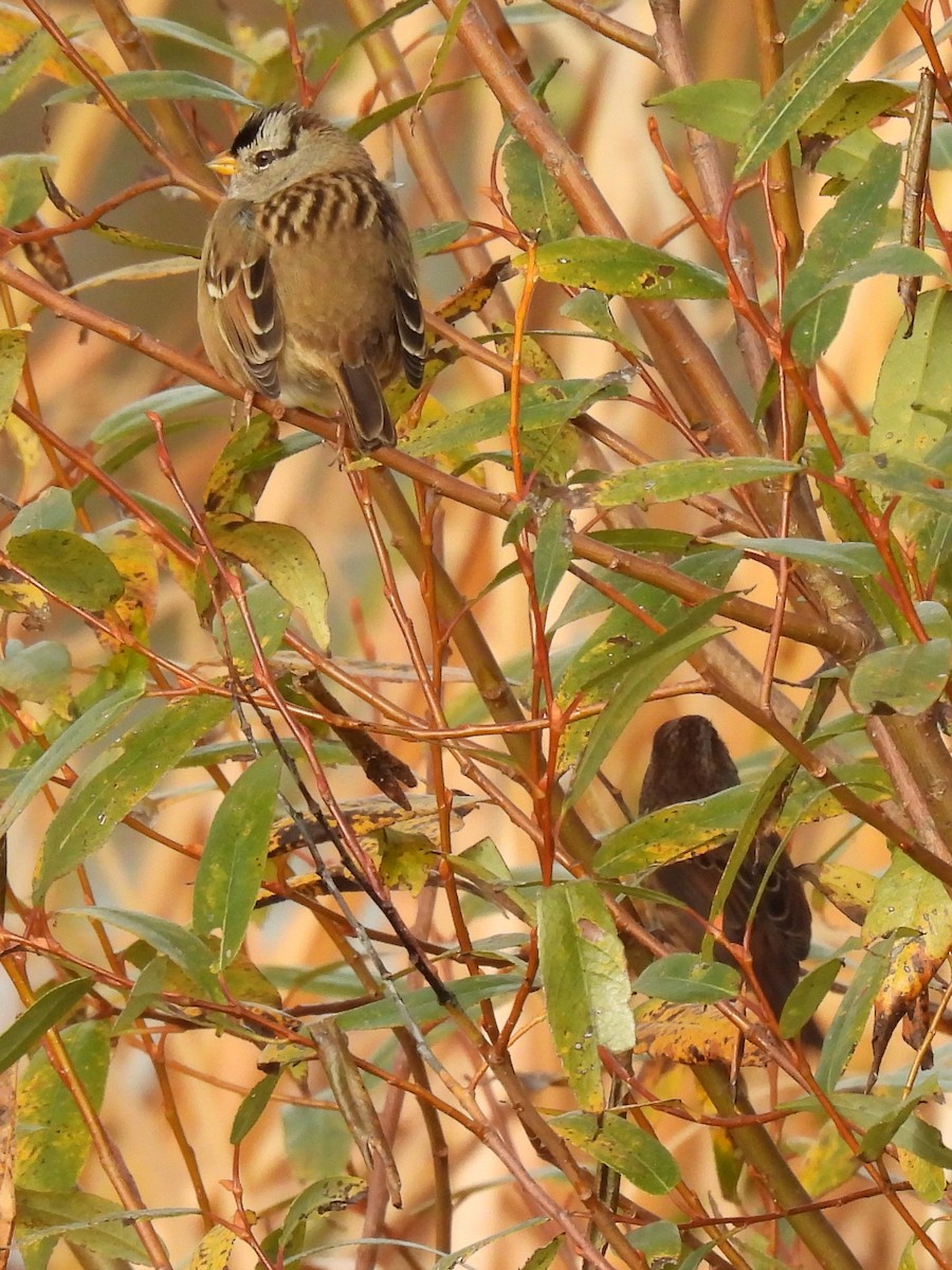 strnadec bělopásý - ML644251339