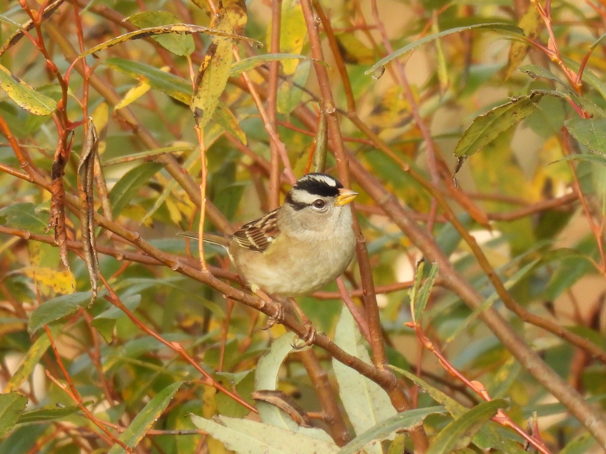 strnadec bělopásý - ML644251340