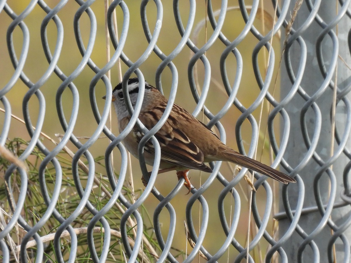 strnadec bělopásý - ML644251341