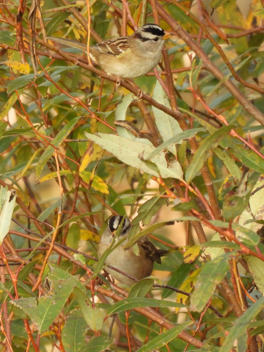 strnadec bělopásý - ML644251342