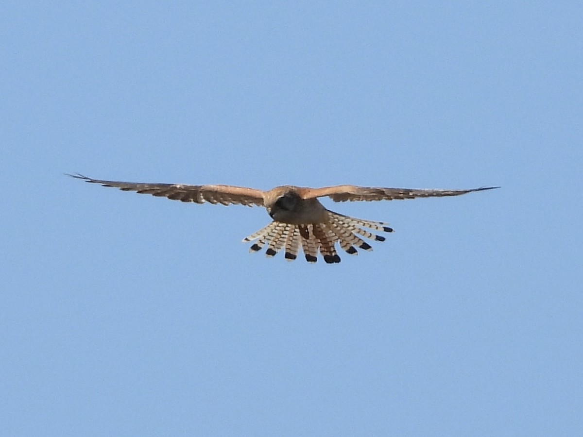 Nankeen Kestrel - ML644251363