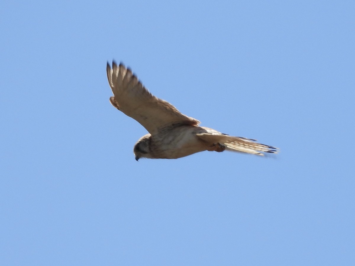 Nankeen Kestrel - ML644251364