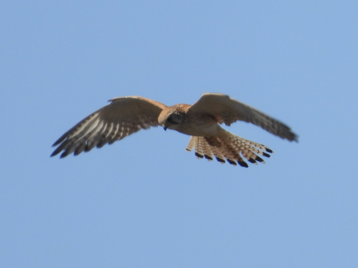 Nankeen Kestrel - ML644251365