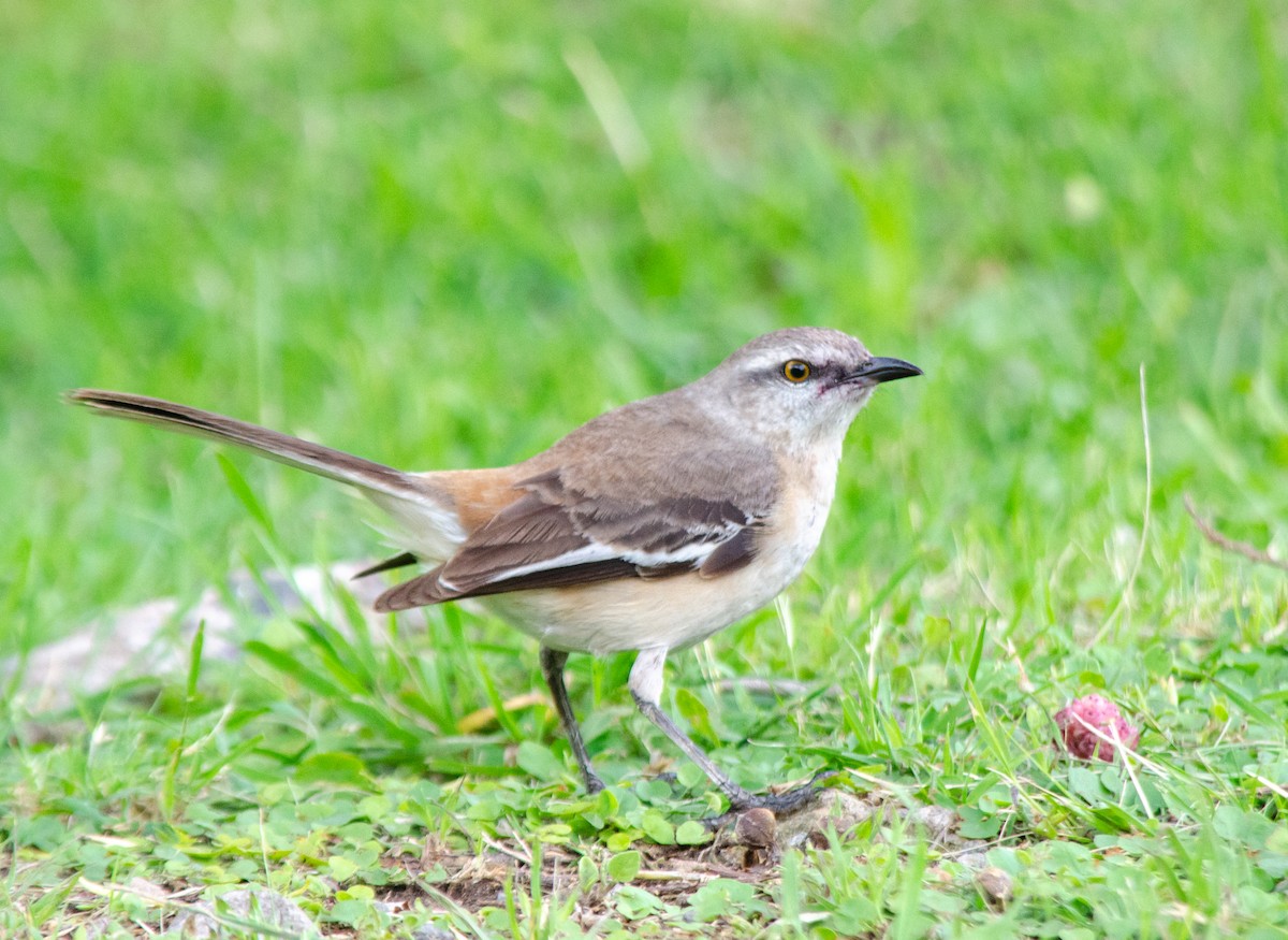 White-banded Mockingbird - ML644251368