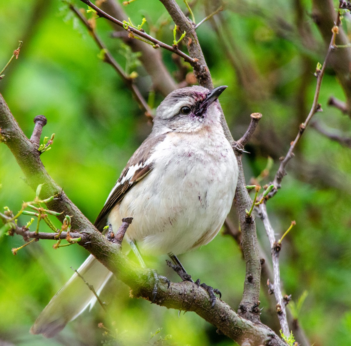 White-banded Mockingbird - ML644251369