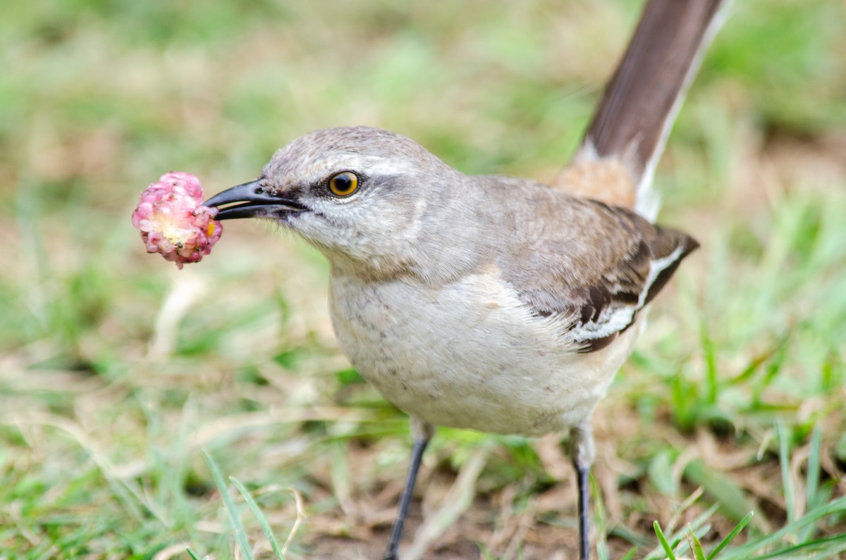 White-banded Mockingbird - ML644251370