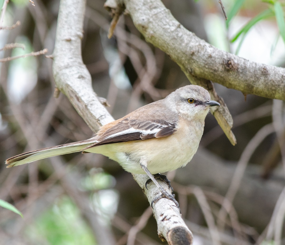 White-banded Mockingbird - ML644251372