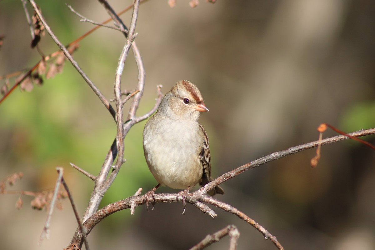 strnadec bělopásý - ML644251387