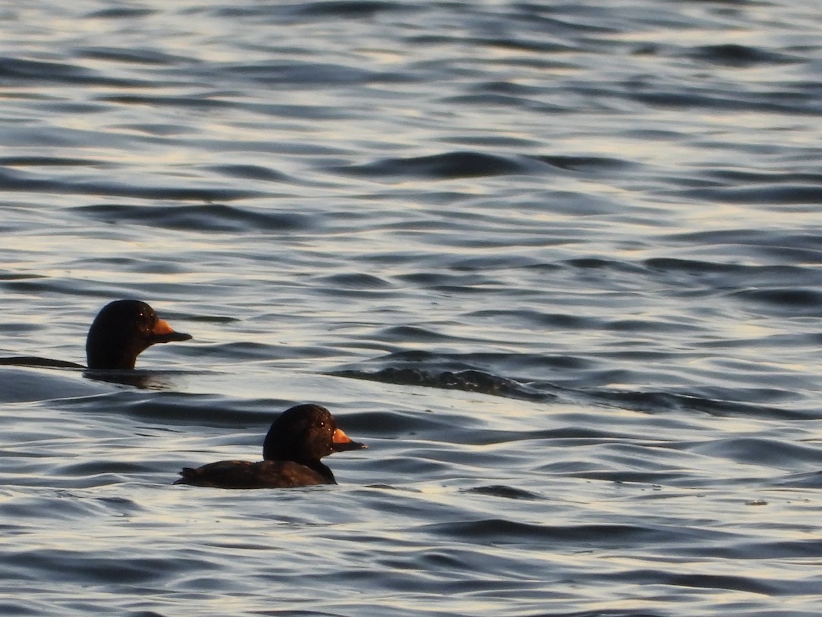 Black Scoter - ML644251390