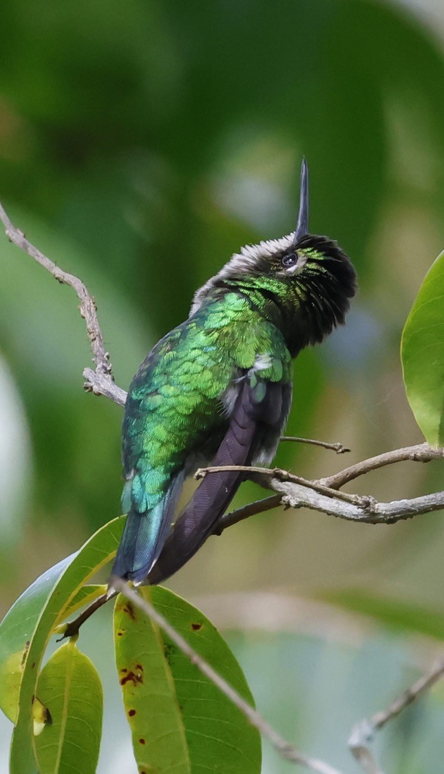 Western Emerald - ML644251407