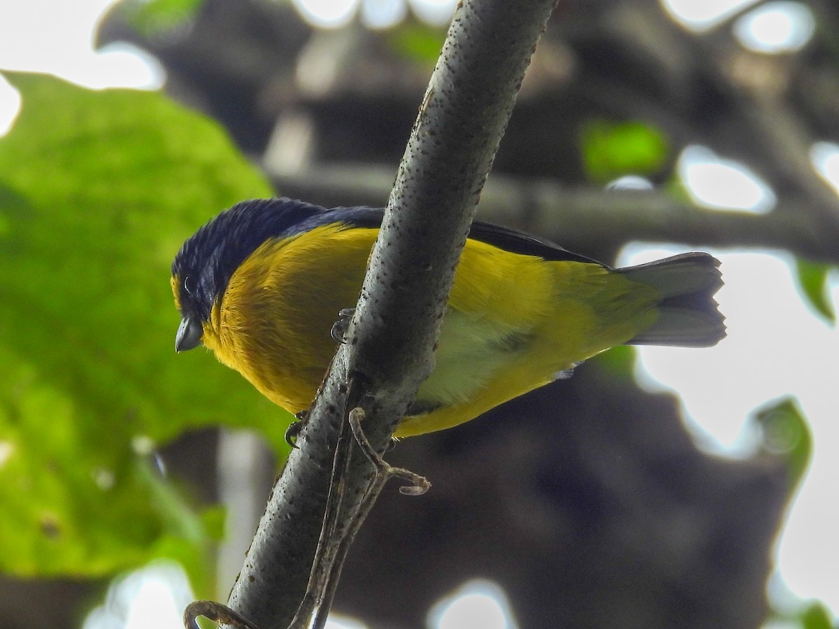 Yellow-throated Euphonia - ML644251410