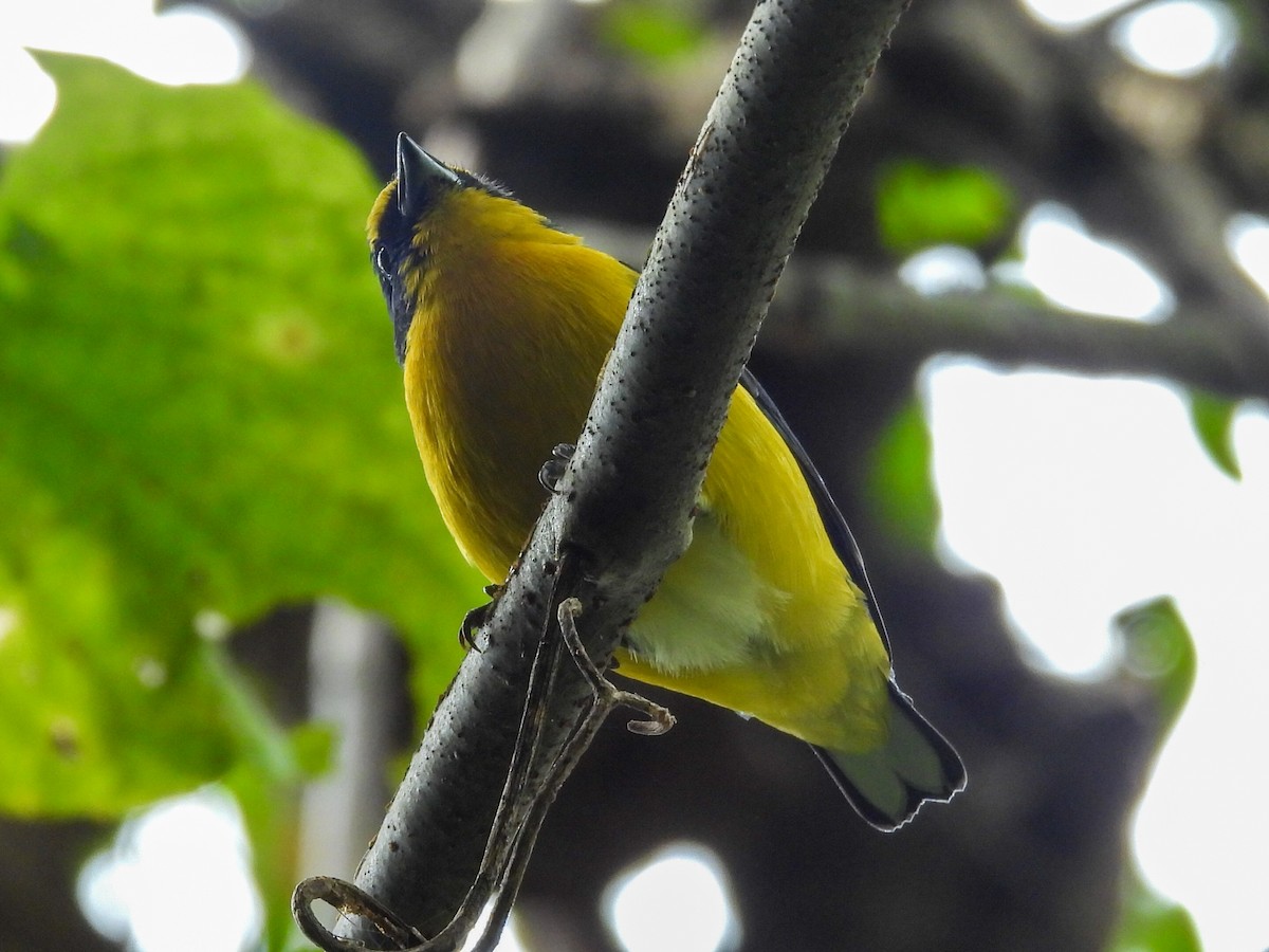 Yellow-throated Euphonia - ML644251411