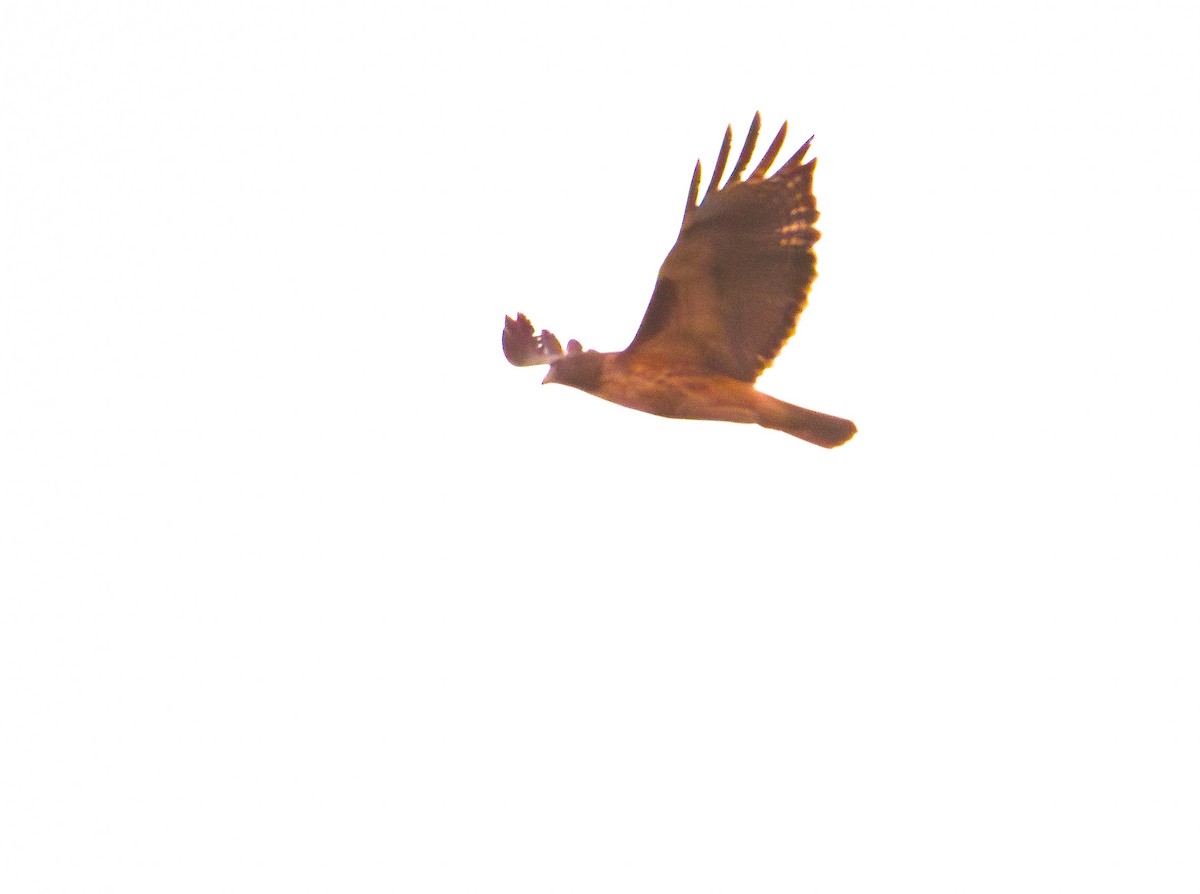 Red-tailed Hawk - ML644251414