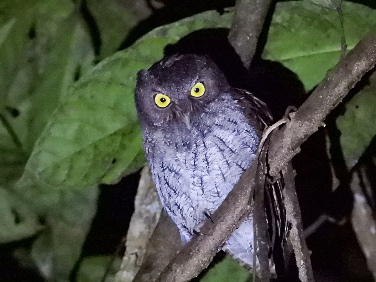 výreček středoamerický - ML644251418