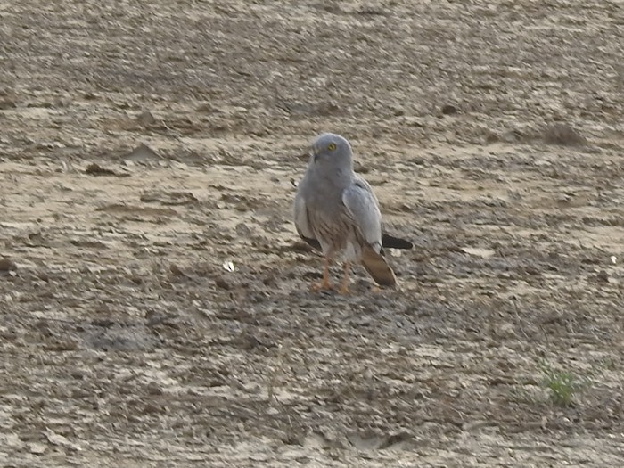 ヒメハイイロチュウヒ - ML644251424