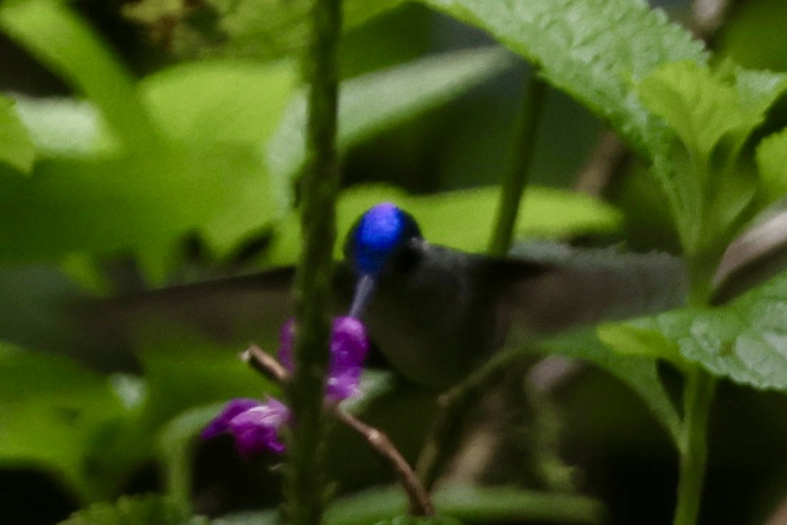 スミレガシラハチドリ - ML644251426