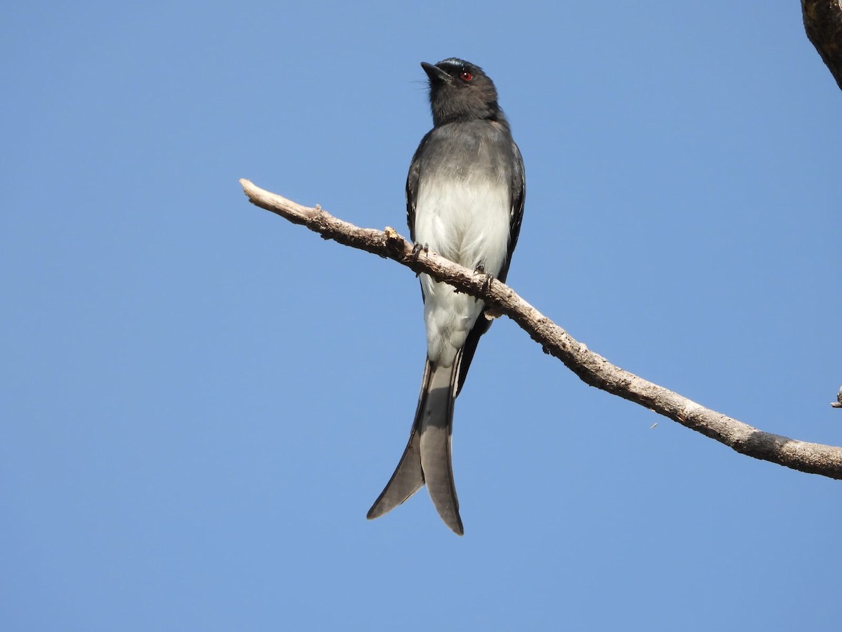 Ak Karınlı Drongo - ML644251427
