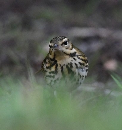 Olive-backed Pipit - ML644251457