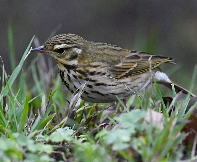Olive-backed Pipit - ML644251458