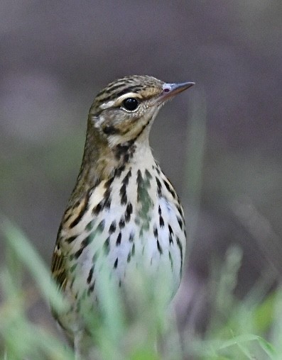 Olive-backed Pipit - ML644251459