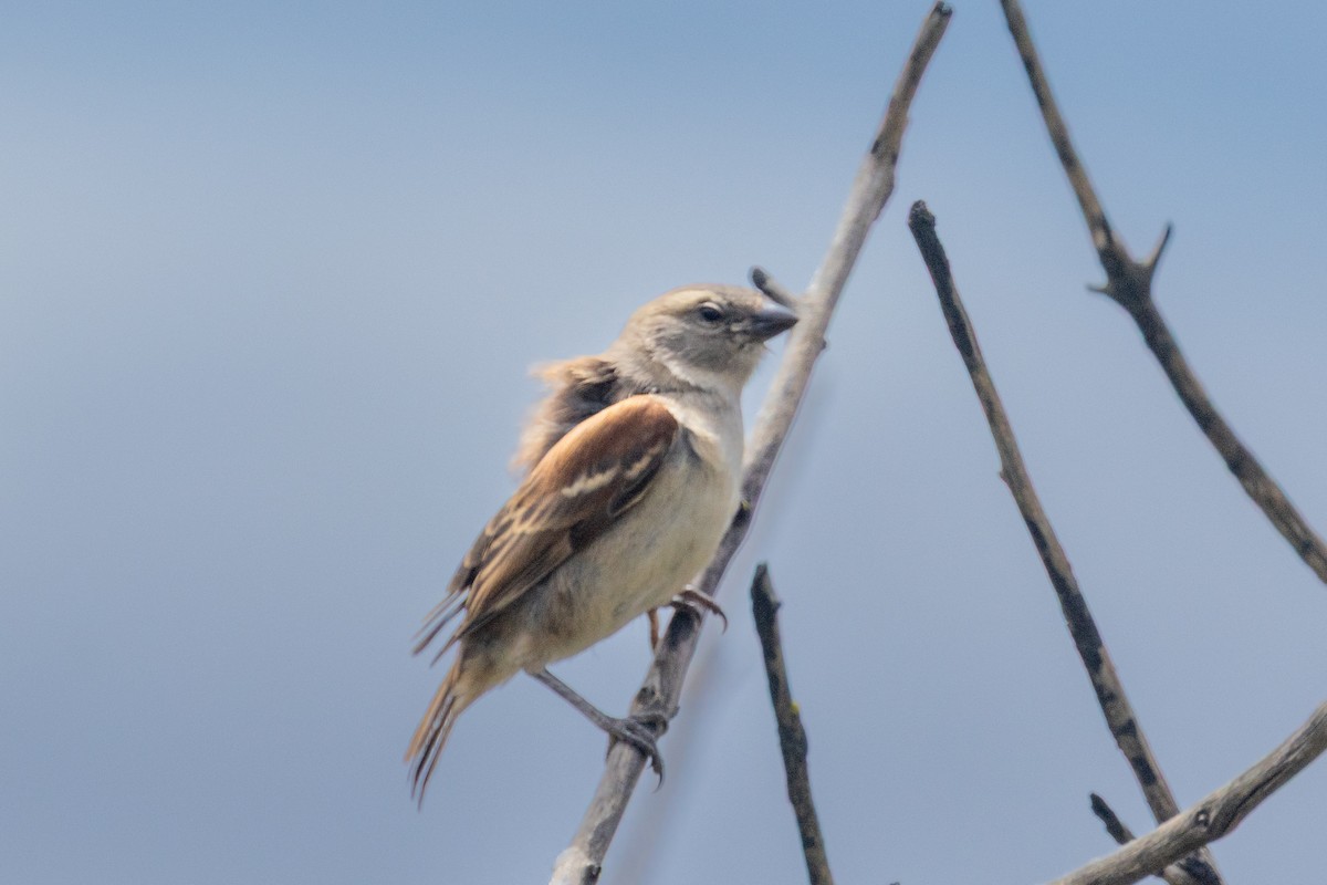 Cape Sparrow - ML644251470