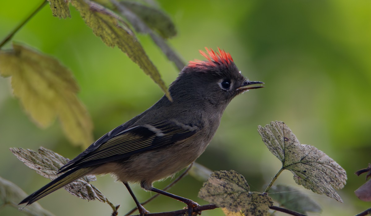 Ruby-crowned Kinglet - ML644251485