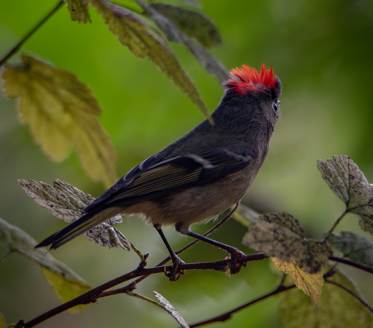 Ruby-crowned Kinglet - ML644251486