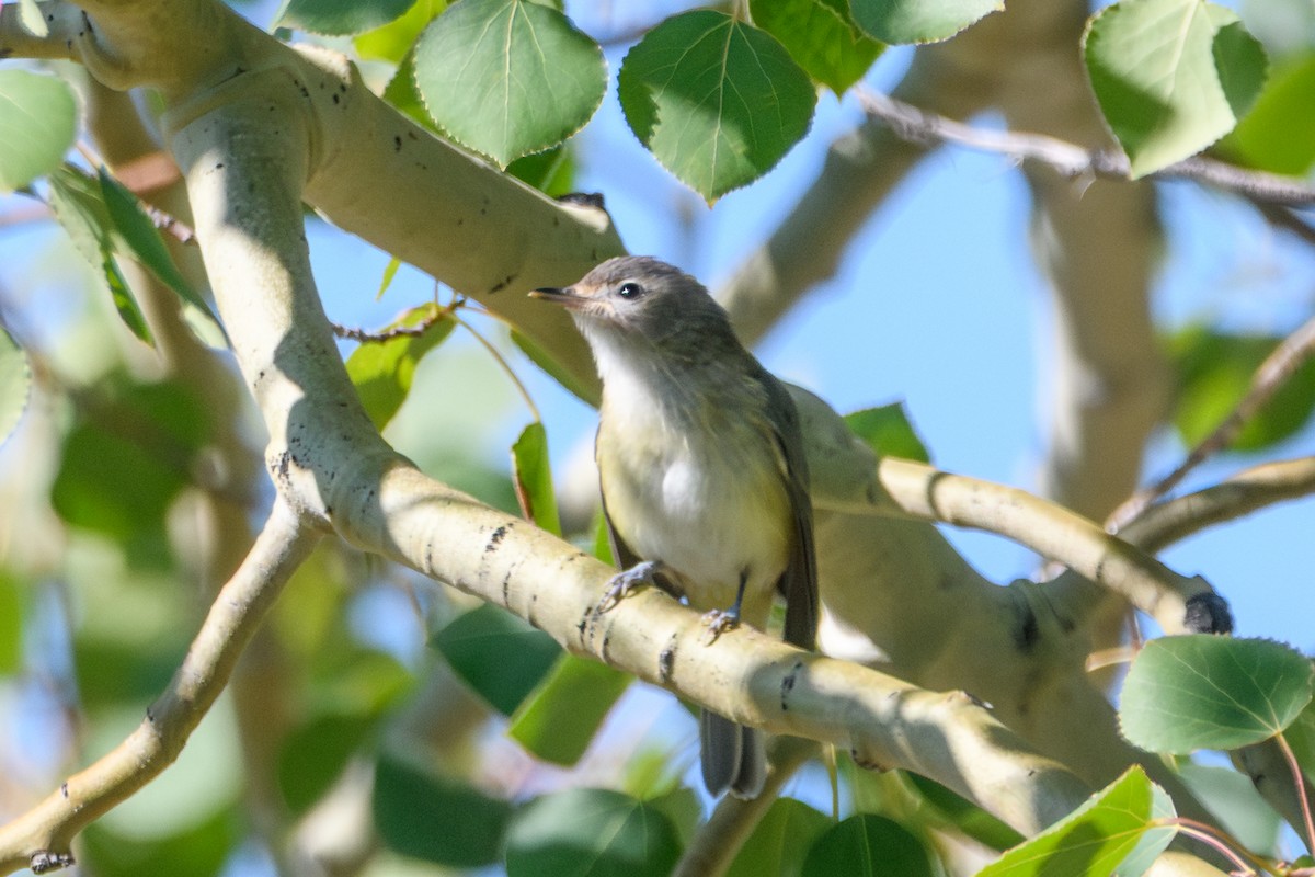 Western Warbling Vireo - ML644251487