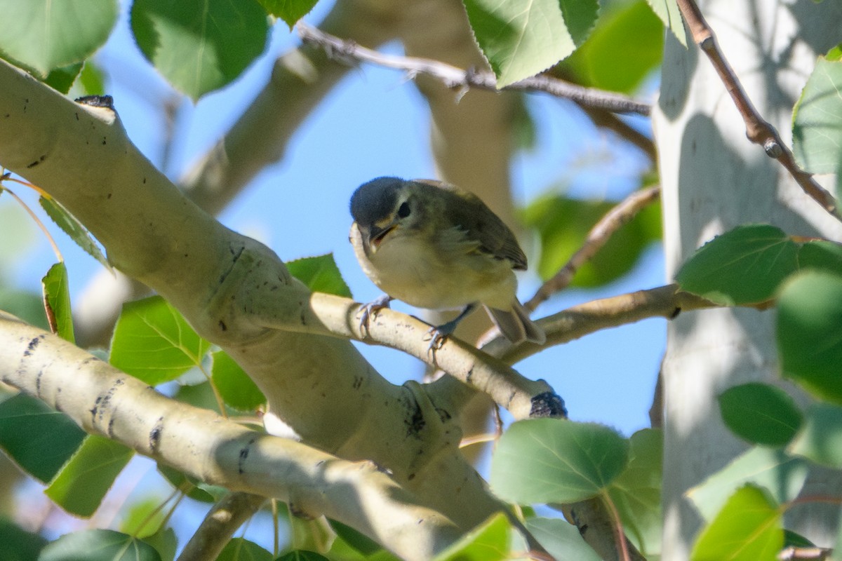 Western Warbling Vireo - ML644251488