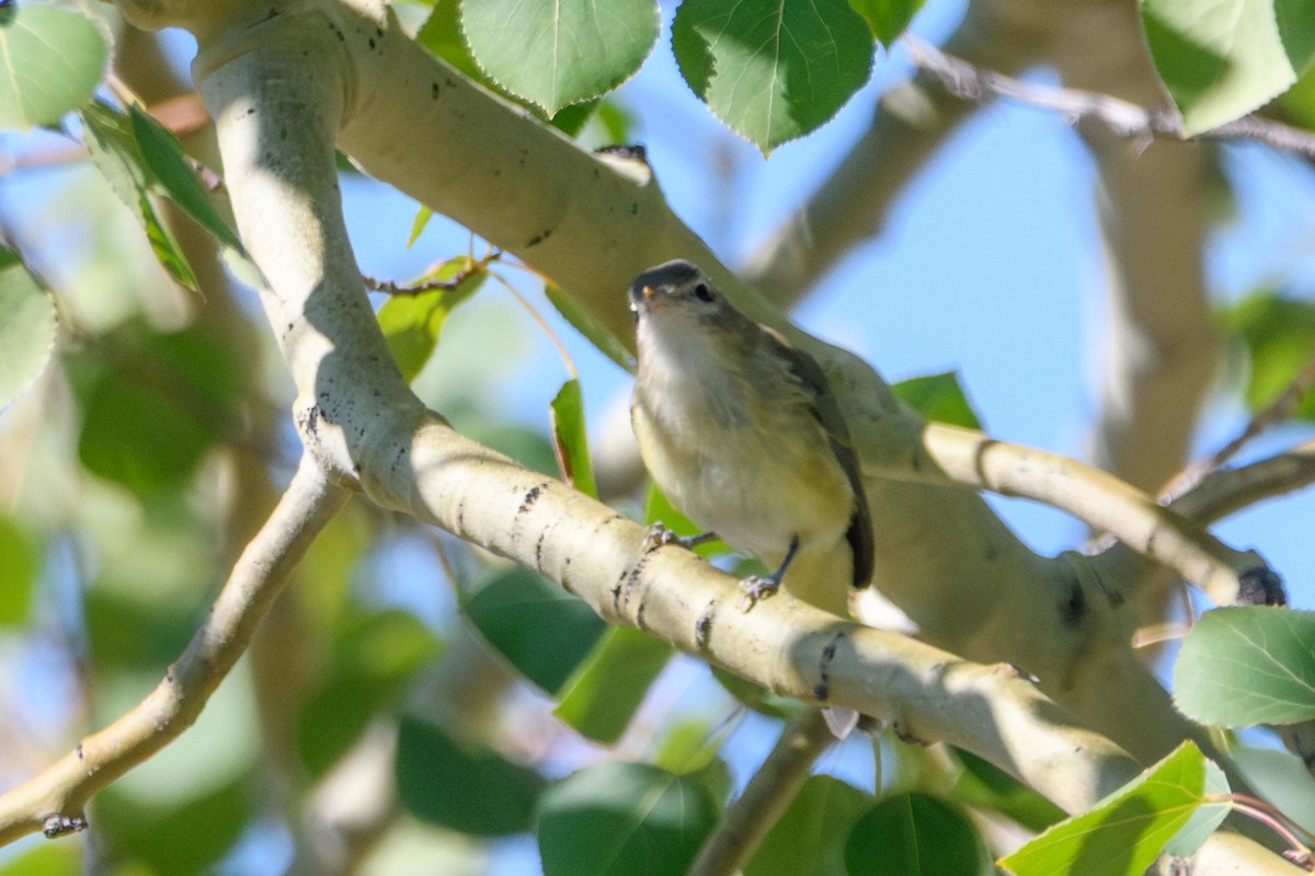 Western Warbling Vireo - ML644251489