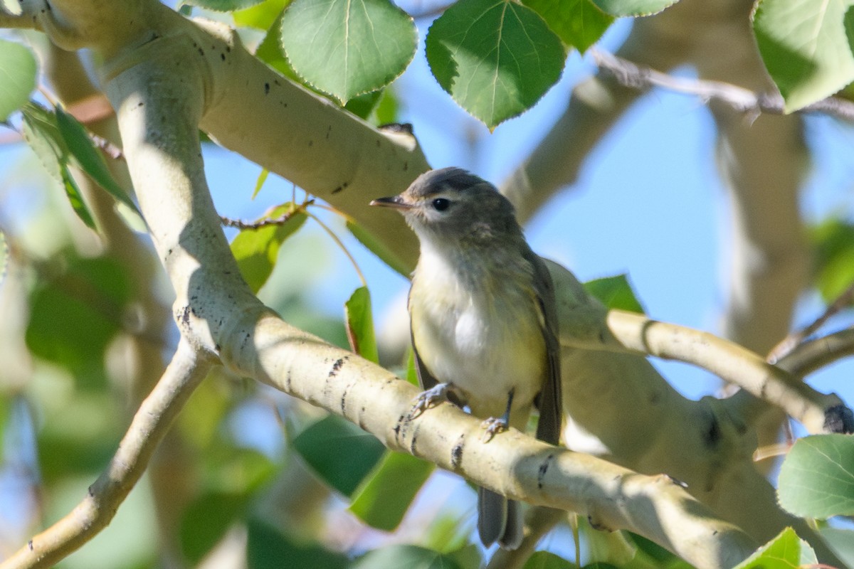Western Warbling Vireo - ML644251490