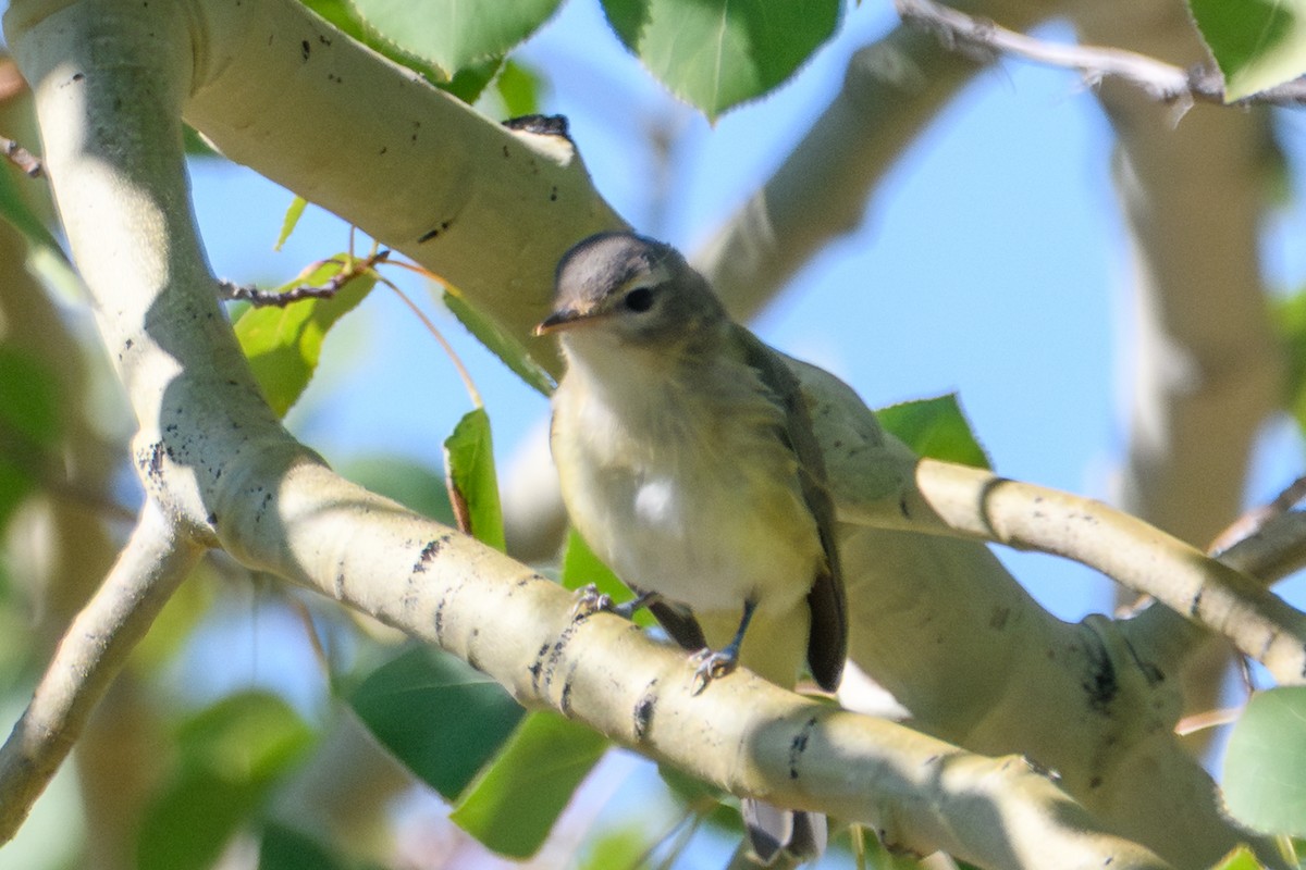 Western Warbling Vireo - ML644251491